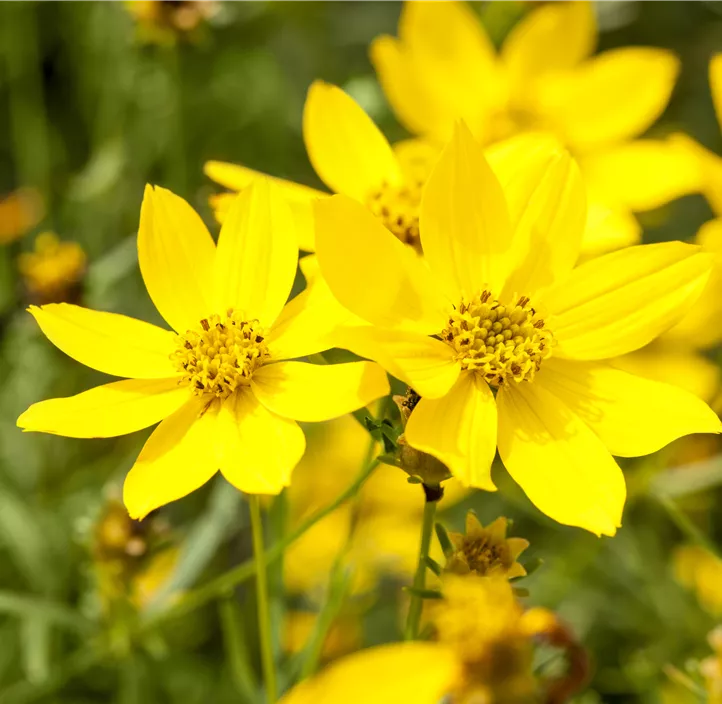 Goldmarie 'Superstar'