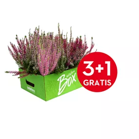 Calluna vulgaris Garden Girls