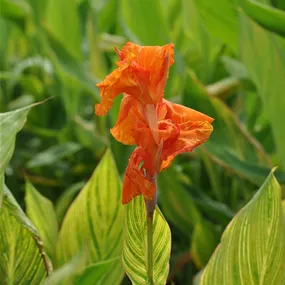 Canna indica Pretoria
