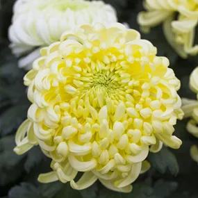 Chrysanthemum indicum 3 Baller