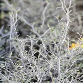 Corokia cotoneaster