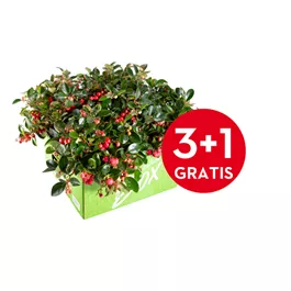 Gaultheria procumbens Big Berry