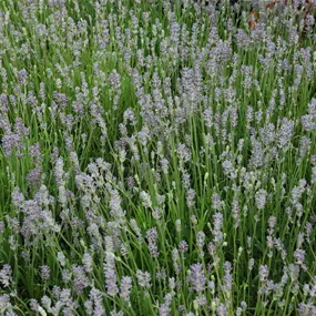 Lavandula angustifolia Felice Light Blue