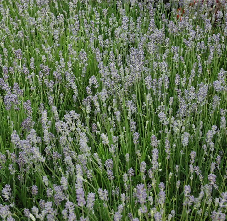 Echter Lavendel 'Felice Light Blue'®