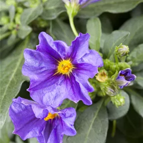 Solanum rantonnetii