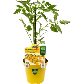 Lycopersicon Ivorno gelb