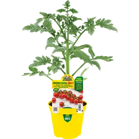 Lycopersicon Kirschtomate Bingo rot