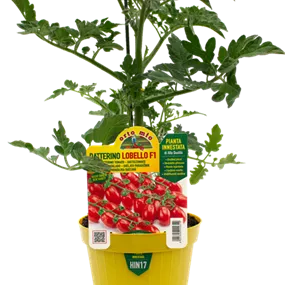 Lycopersicon Lobello rot
