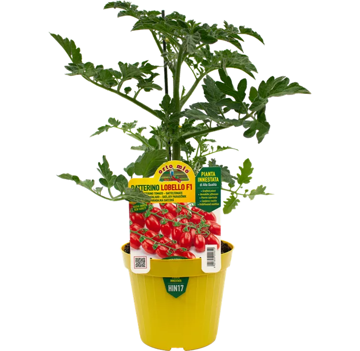 Kirschtomate 'Lobello'