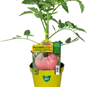 Lycopersicon Riesentomate Sorrentiner Rose Rosalinda rot