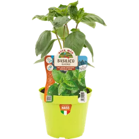Ocimum basilicum Bergbasilikum Artico