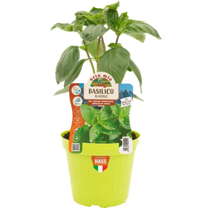 Basilikum