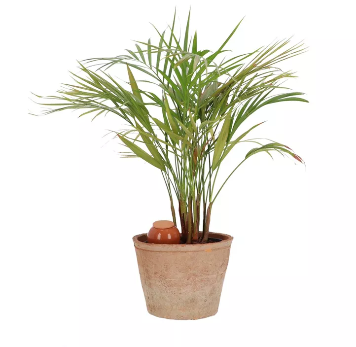 Olla Zimmerpflanzenbewässerung