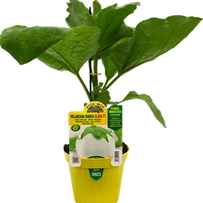 Solanum melongena Carla weiß