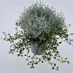 Calocephalus+Mühlenbeckia