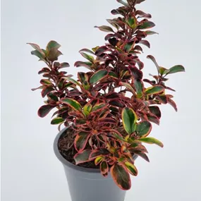Coprosma repens 'Red Ruby'