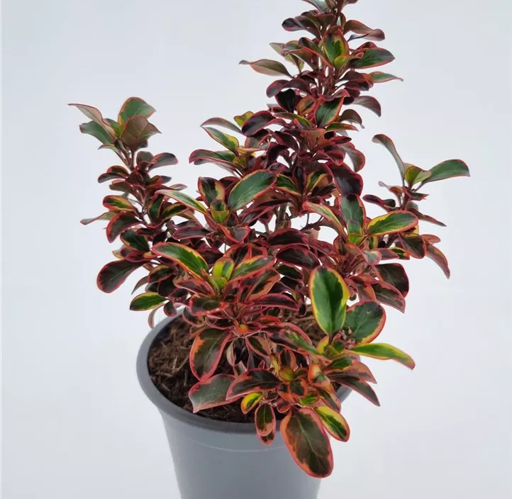 Koprosma 'Red Ruby'