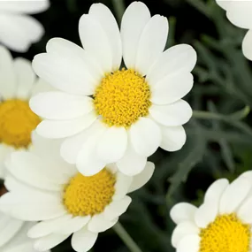 Chrysanthemum frutescens Busch weiß