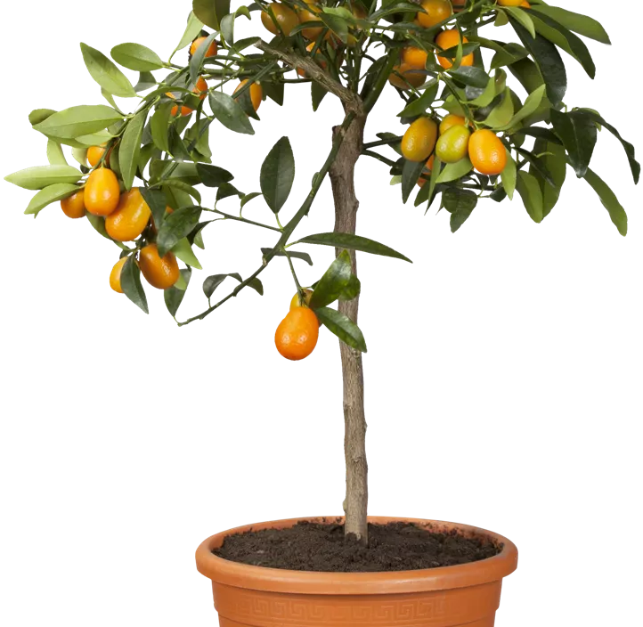 Ovale Kumquat