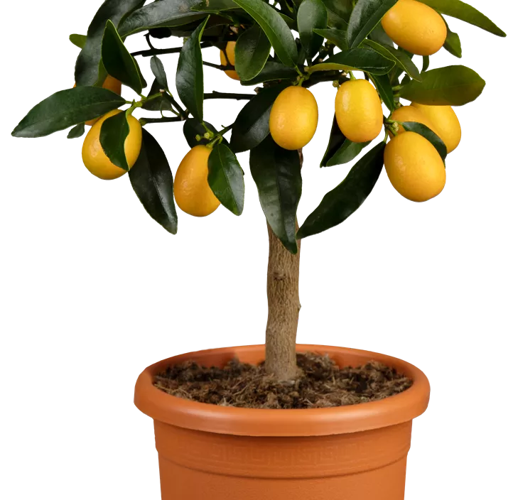 Ovale Kumquat