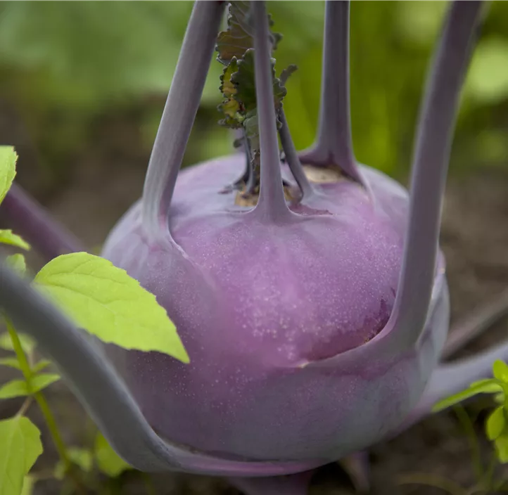 Kohlrabi