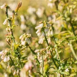BIO Vaccinium corymbosum Hortblue Petite