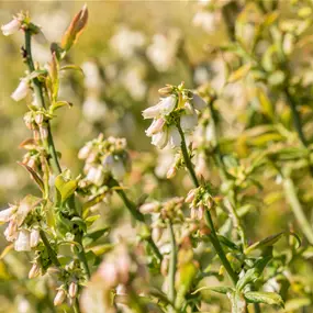 BIO Vaccinium corymbosum Hortblue Petite