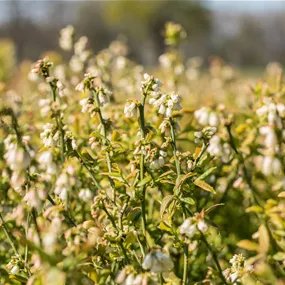 Vaccinium corymbosum Hortblue Petite Aktion