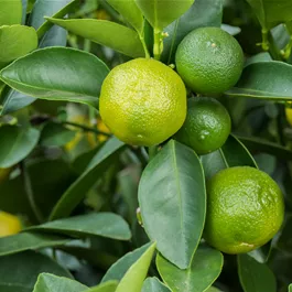 Citrus mitis Calamondin Stamm