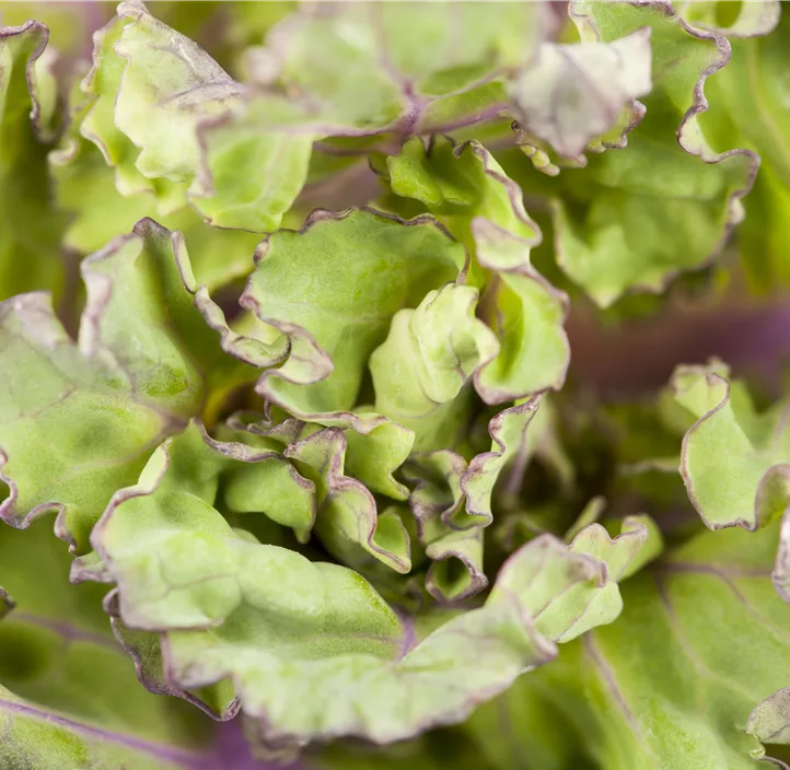 Rosenkohl 'Flower Sprout'