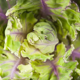 Brassica oleracea Flower Sprout