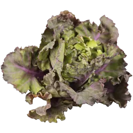 Brassica oleracea Flower Sprout