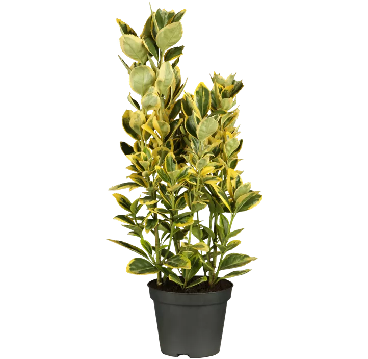 Goldbunte Kriechspindel 'Emerald Gold'