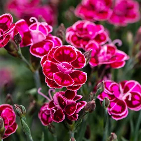 Dianthus teneriffa Purple Wedding