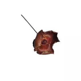 Palm Blüte mit Stiel 3er Pkg