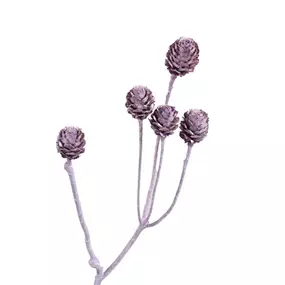 Salignum Zweig 3er Pkg