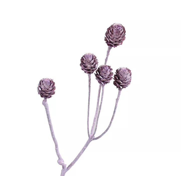 Salignum Zweig 3er Pkg