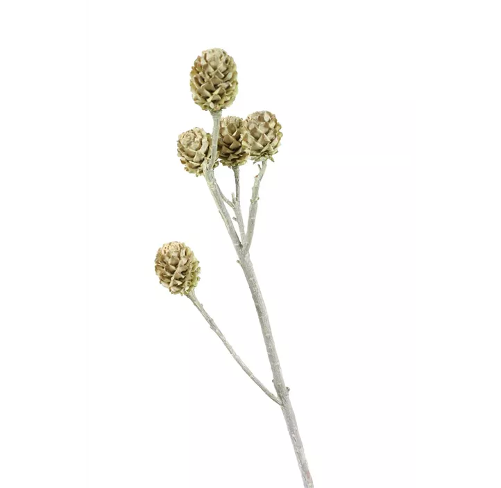 Salignum Zweig 3er Pkg