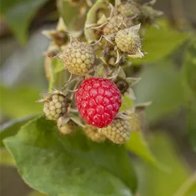 Rubus idaeus Autumn Chef