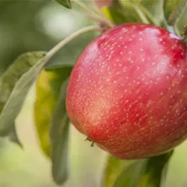 Malus domestica Gloster