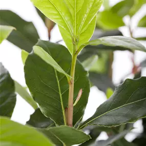 Laurus nobilis Busch