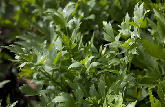 Gurken Levisticum officinale