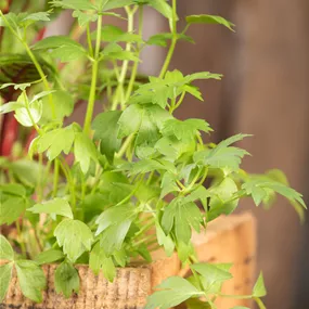 Levisticum officinalis