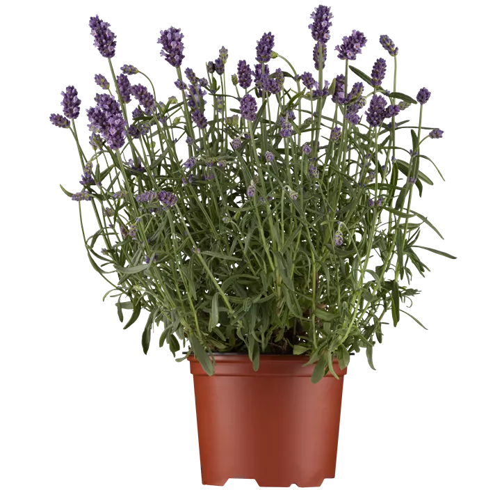 Echter Lavendel