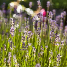 Lavandula angustifolia Hidecote Blue