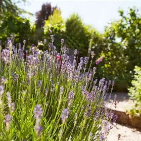 Lavandula angustifolia
