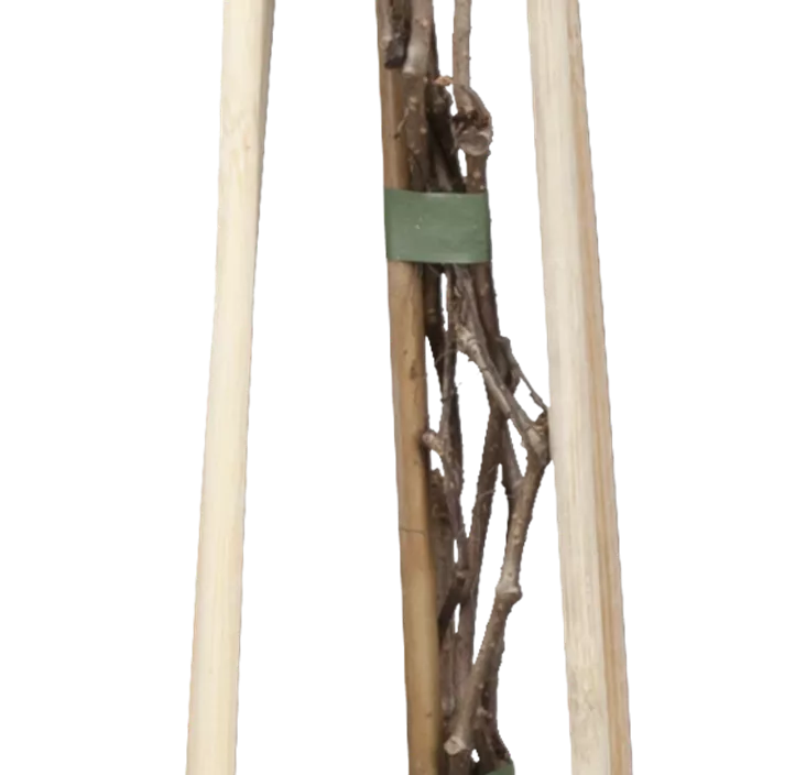 Mauerwein 'Engelmannii'