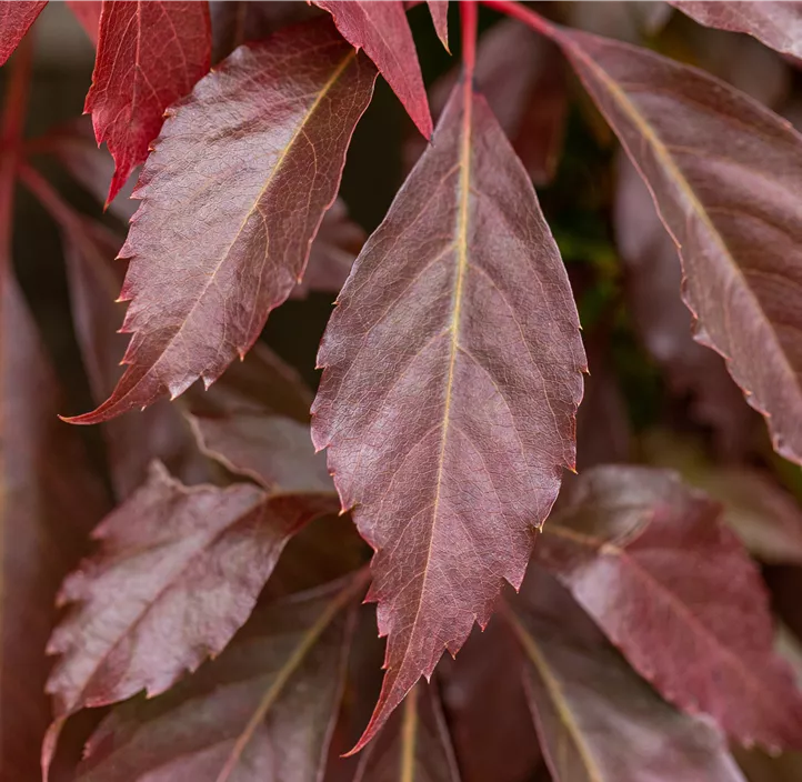 Mauerwein 'Engelmannii'