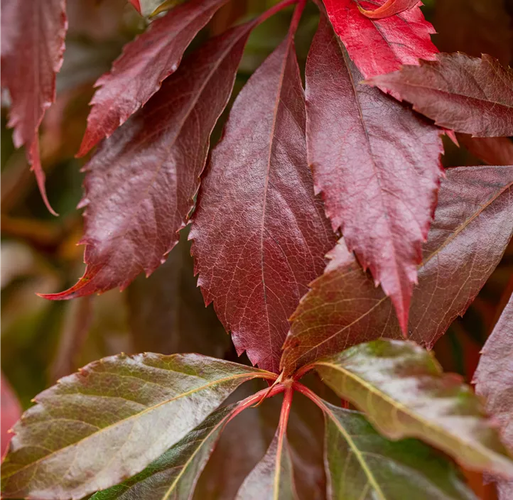 Mauerwein 'Engelmannii'