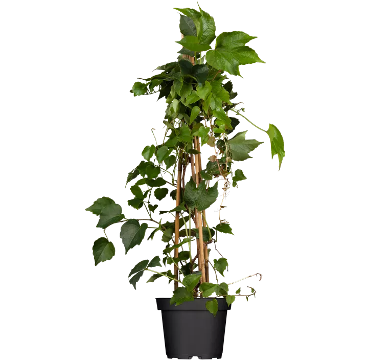 Dreilappige Jungfernrebe 'Veitchii', 3 Liter Topf